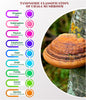 Inonotus Obliquus Low
